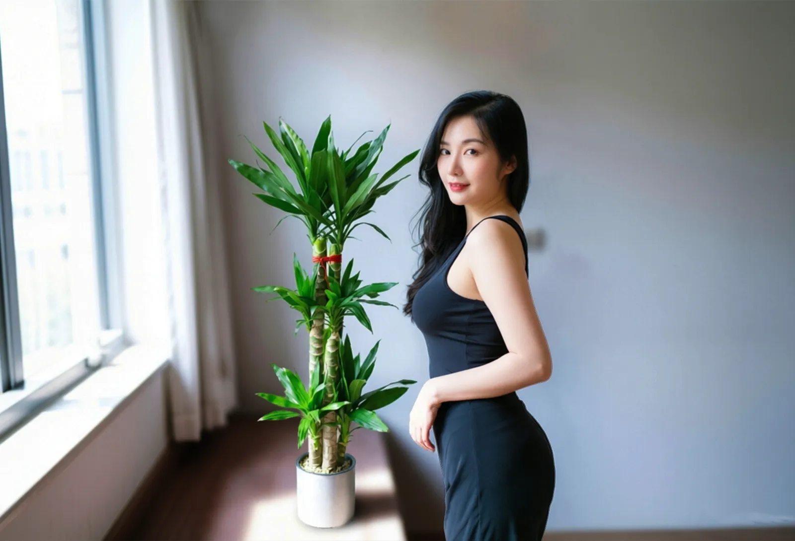 香龙血树
